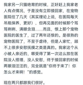猫被扔了会恨主人吗_猫咪遗弃后难信任，耐心陪伴重建立关系
