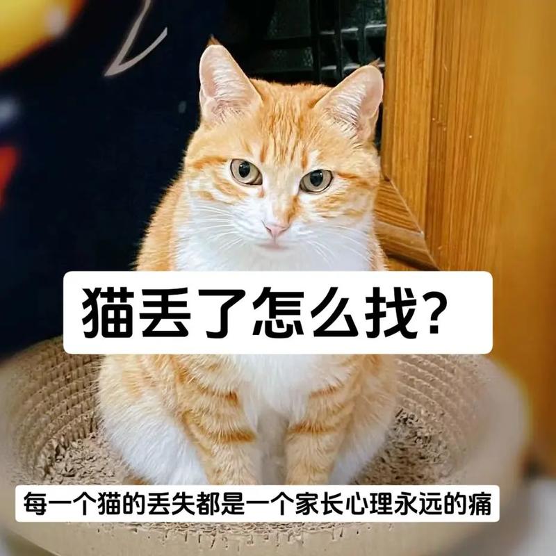 丢了猫千万别找为什么_猫咪失踪别慌，科学寻找或安然离世