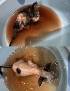 猫爬到床上会很脏吗_猫咪上床好处多，注意卫生防掉毛