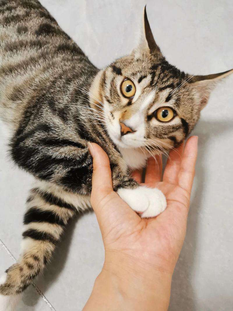 猫养不了了能送去哪里_别独自烦恼,猫狗弃养?寄养救助是条路! 猫养不了了能送去哪里_别独自烦恼,猫狗弃养?寄养救助是条路!