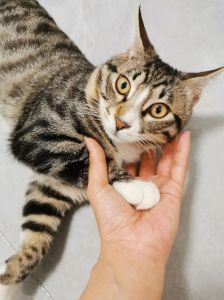 猫养不了了能送去哪里_别独自烦恼，猫狗弃养？寄养救助是条路！