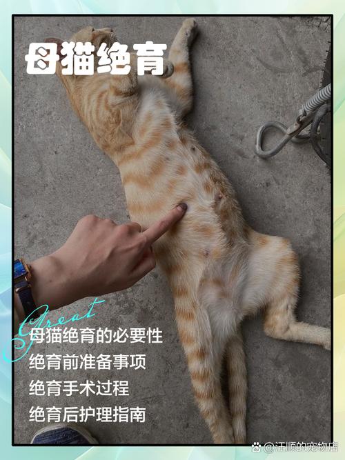 猫做绝育会恨主人吗_猫咪绝育后疏离?别担心,给它点时间! 猫做绝育会恨主人吗_猫咪绝育后疏离?别担心,给它点时间!
