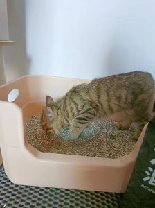 猫不停的刨猫砂还总叫_猫咪刨砂盆叫唤怎么办？