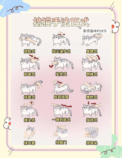 猫如何训练_小猫训练有妙招,耐心引导更乖巧 猫如何训练_小猫训练有妙招,耐心引导更乖巧