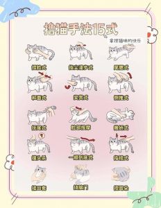 猫如何训练_小猫训练有妙招，耐心引导更乖巧