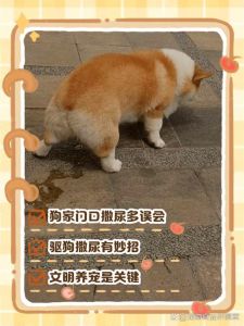 用狗语叫狗狗拉尿的声音_狗狗怕噪音乱尿？定点训练靠气味口令，叫声读懂才好训