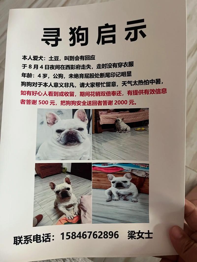 如何知道流浪狗认了主人_信任与爱的证明 如何知道流浪狗认了主人_信任与爱的证明