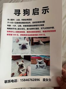 如何知道流浪狗认了主人_信任与爱的证明