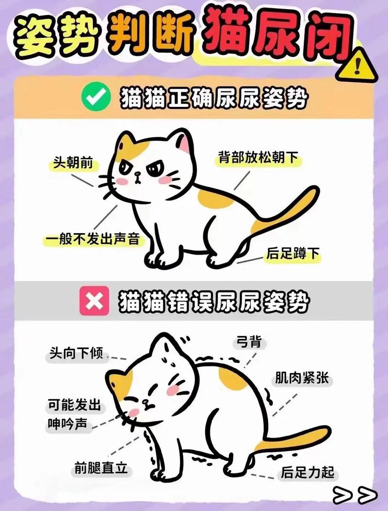 猫随处小便怎样解决_猫咪乱尿?先看医生查健康! 猫随处小便怎样解决_猫咪乱尿?先看医生查健康!