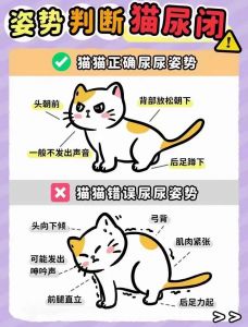 猫随处小便怎样解决_猫咪乱尿？先看医生查健康！
