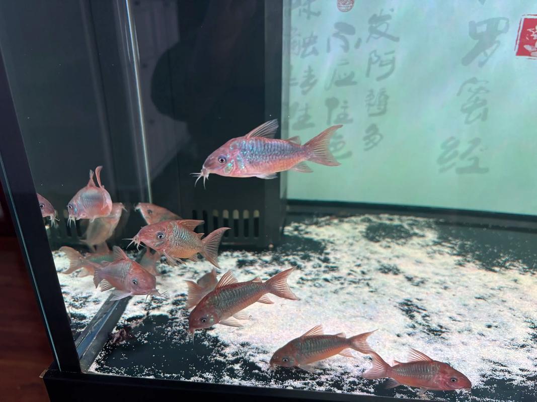 鼠鱼为什么不建议养_鼠鱼难伺候,水质水温要求高 鼠鱼为什么不建议养_鼠鱼难伺候,水质水温要求高