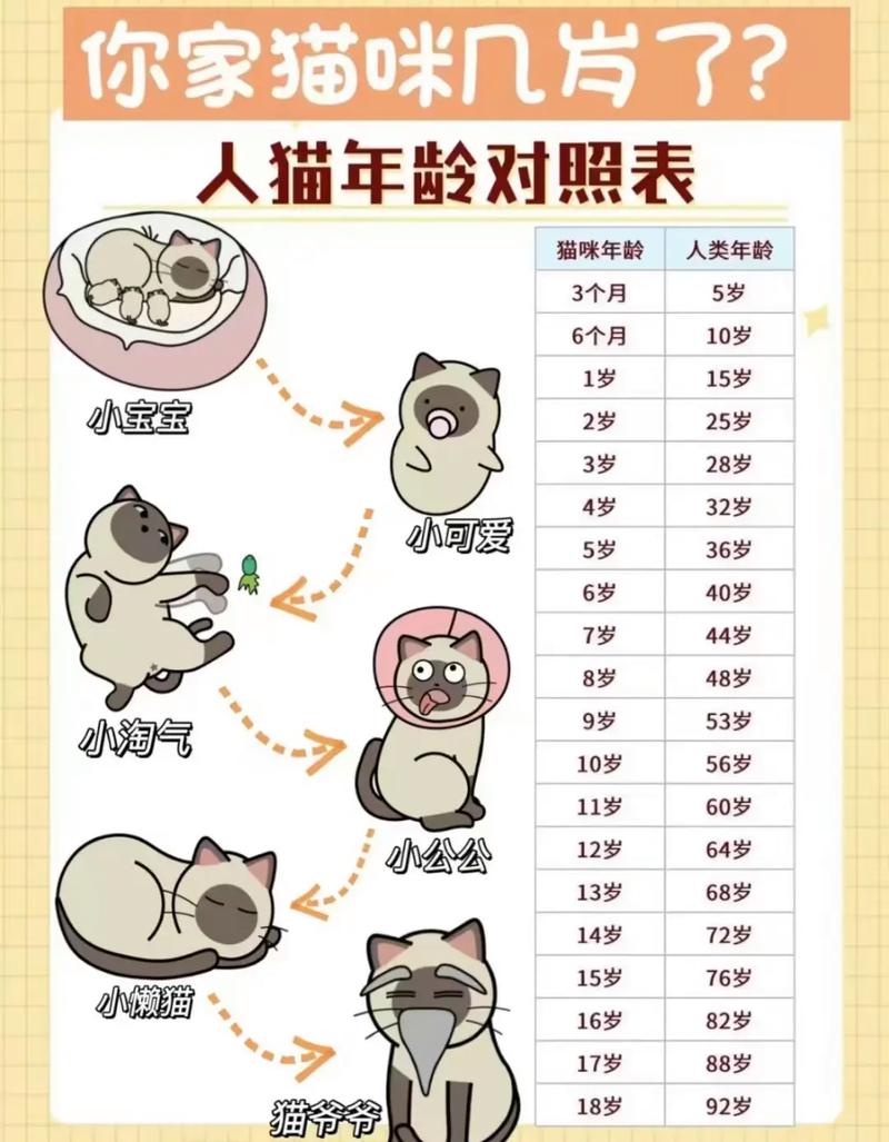 猫与人年龄对照表_1岁等于15岁?科学喂养助长寿! 猫与人年龄对照表_1岁等于15岁?科学喂养助长寿!