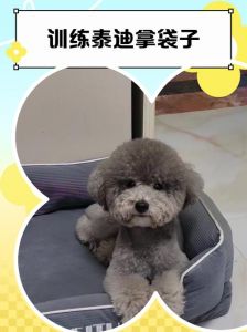 四十几天的泰迪能训练吗_泰迪幼犬分阶段训练法