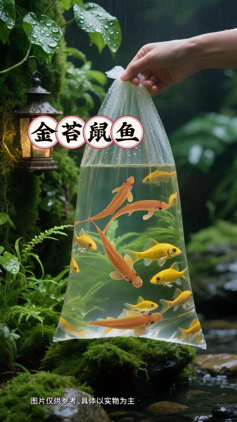 鱼缸里有必要养金苔鼠吗_清洁鱼缸藻类,金苔鼠幼年有效,成年易攻击,需谨慎 鱼缸里有必要养金苔鼠吗_清洁鱼缸藻类,金苔鼠幼年有效,成年易攻击,需谨慎