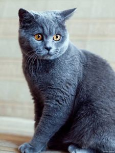 俄罗斯蓝猫：优雅安静，需细心陪伴
