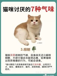 猫讨厌的气味长期有效_气味声音隔离，让猫咪远离