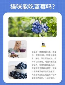 猫蓝莓可以吃吗_蓝莓是猫咪安全健康零食，但喂食要适量