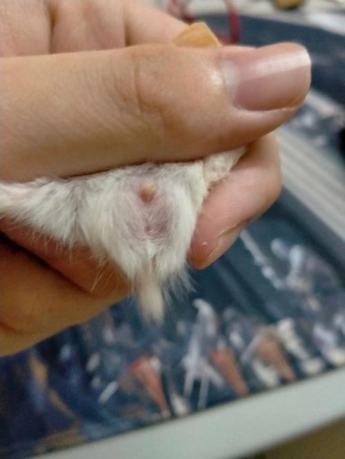 老婆婆仓鼠公母分辨图_公母仓鼠怎么分?看脸看胡须! 老婆婆仓鼠公母分辨图_公母仓鼠怎么分?看脸看胡须!