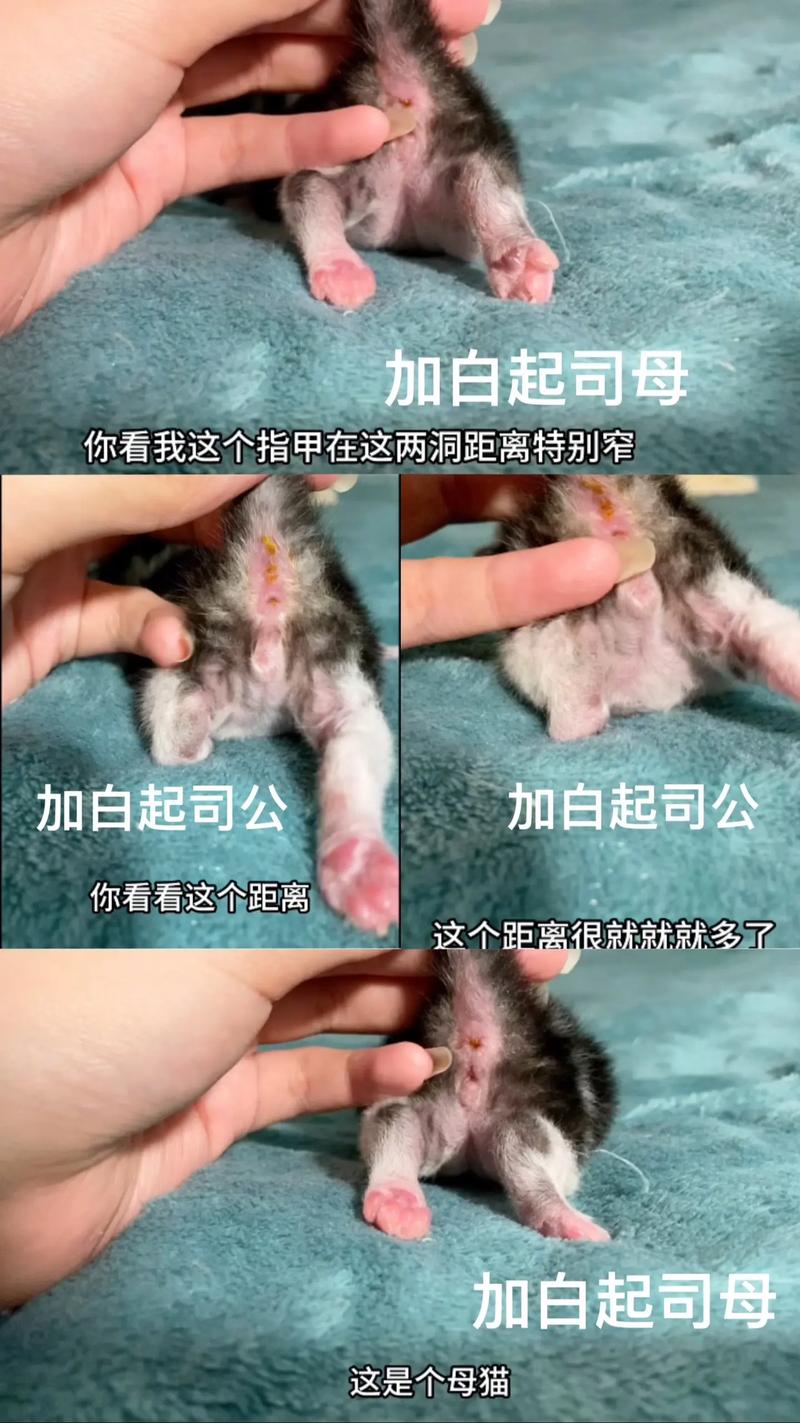 刚出生的小猫注意事项_小猫喂养护理全攻略 刚出生的小猫注意事项_小猫喂养护理全攻略