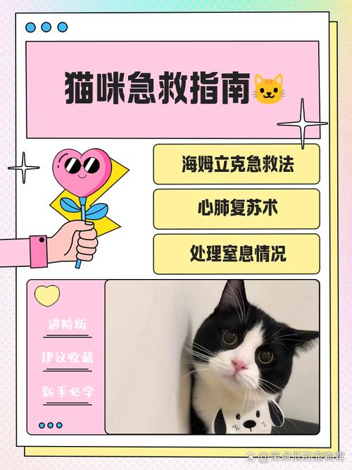 猫恨主人怎么挽救_猫咪疏远主人的原因及应对方法 猫恨主人怎么挽救_猫咪疏远主人的原因及应对方法