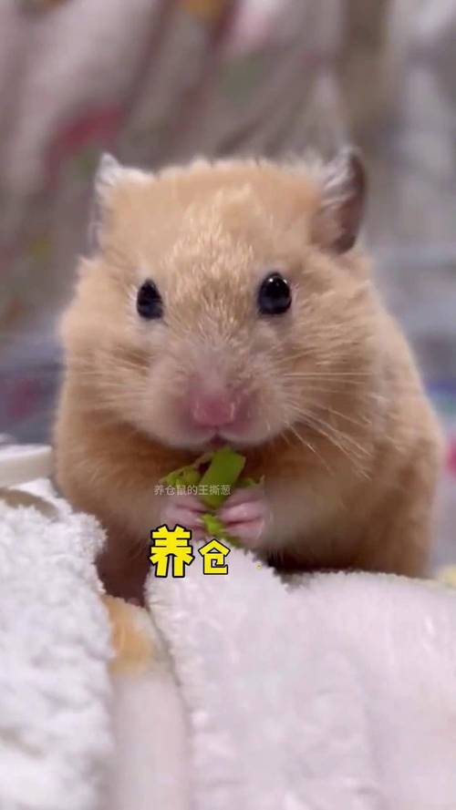 小仓鼠被虐待会怎么样_虐待仓鼠伤身心,温柔对待是关键 小仓鼠被虐待会怎么样_虐待仓鼠伤身心,温柔对待是关键