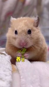 小仓鼠被虐待会怎么样_虐待仓鼠伤身心，温柔对待是关键