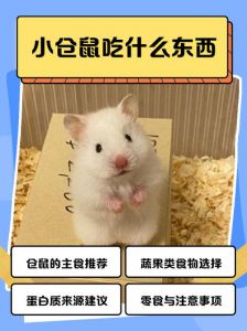 小仓鼠吃什么_选对仓鼠粮，别喂零食毒食