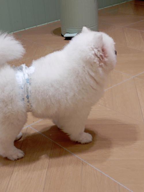 有一个半月狗狗穿的纸尿裤吗_养狗尿不湿使用指南,选对保健康 有一个半月狗狗穿的纸尿裤吗_养狗尿不湿使用指南,选对保健康