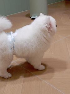 有一个半月狗狗穿的纸尿裤吗_养狗尿不湿使用指南，选对保健康