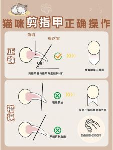 怎样给猫咪剪指甲不抓人_给猫咪剪指甲的正确方法