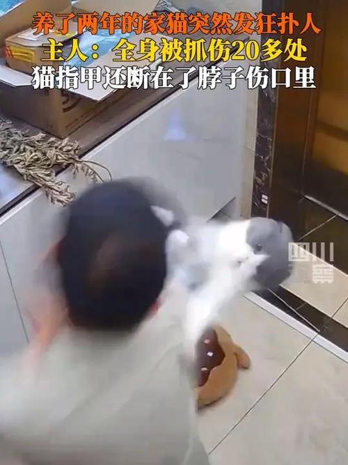 猫挠人后主人要负全责吗_猫抓伤人谁负责?主人责任与赔偿说明 猫挠人后主人要负全责吗_猫抓伤人谁负责?主人责任与赔偿说明