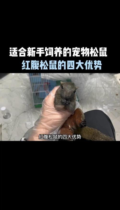 红腹松鼠为什么不建议养_可爱松鼠难养活，养前请三思