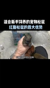 红腹松鼠为什么不建议养_可爱松鼠难养活，养前请三思