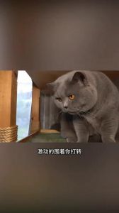 蓝猫把你当主人的表现_猫咪蹭脸认主，亲昵又安心