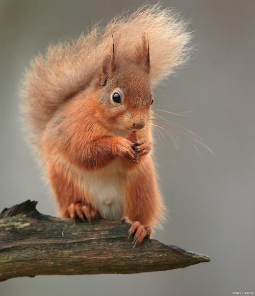 红腹松鼠主食_主食瓜子辅零食，健康多样是关键