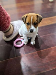 罗素梗犬哪种颜色好_经典黑白棕，颜色虽美看气质