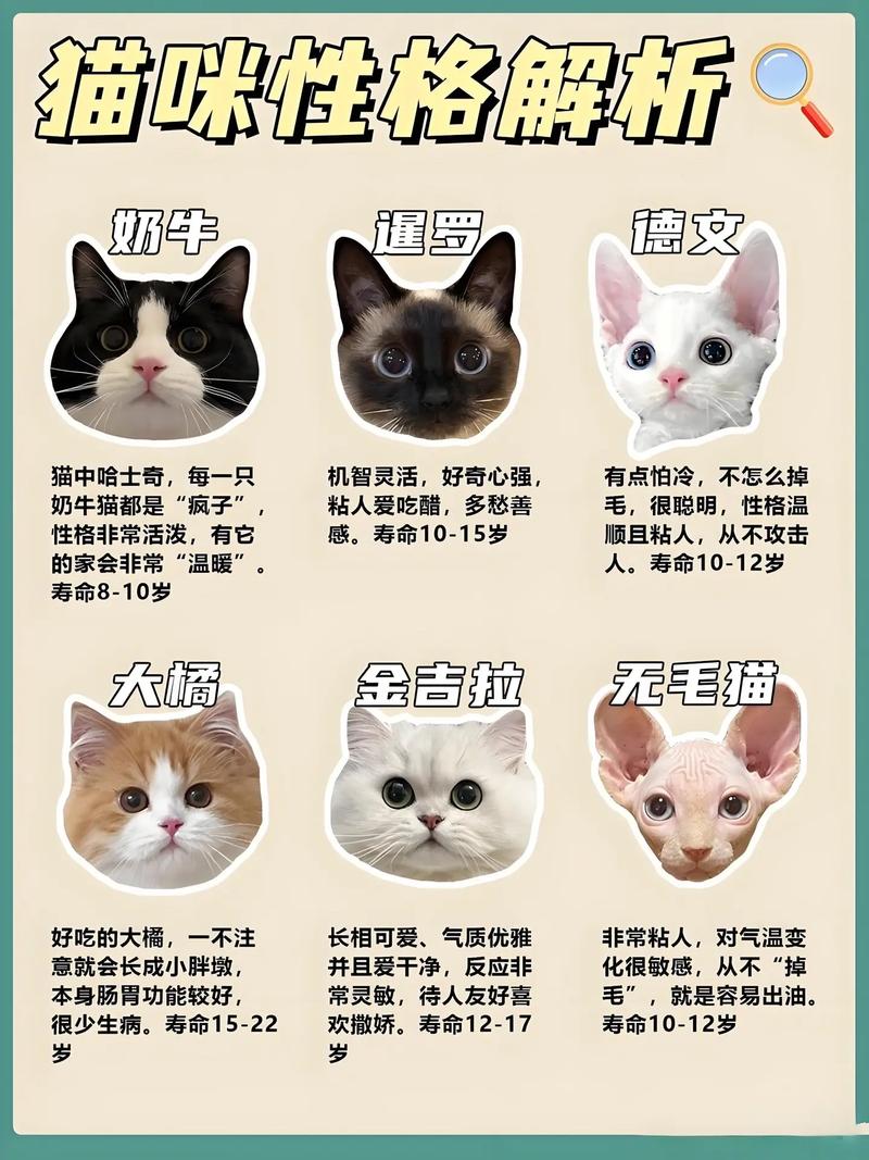 12岁的猫算长寿吗_科学喂养多陪伴,猫咪健康活到老! 12岁的猫算长寿吗_科学喂养多陪伴,猫咪健康活到老!