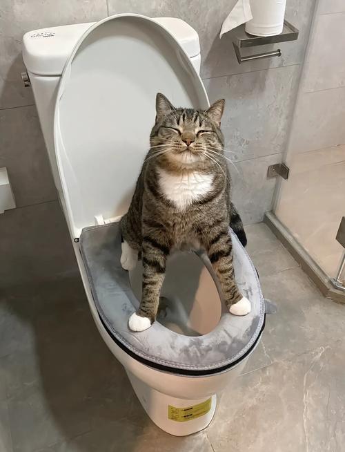 猫放卫生间会憋死吗_卫生间太小不通风，猫咪住着易生病，短期过夜问题不大