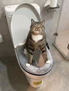 猫放卫生间会憋死吗_卫生间太小不通风，猫咪住着易生病，短期过夜问题不大