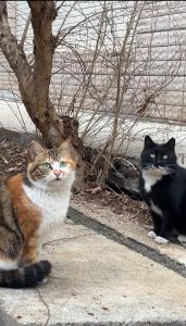 小野猫可以吃火腿肠吗_警惕！火腿肠对流浪猫有害，科学喂养才关爱