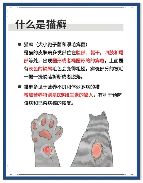 养猫后家里味道太大怎么处理_勤清砂盆选对猫砂