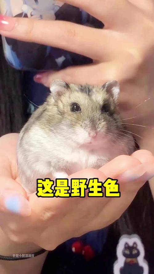 三线仓鼠会认主人吗_仓鼠认主靠气味和耐心互动