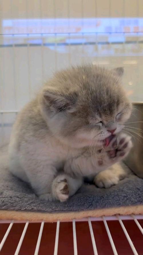 猫猫用口水洗脸干净吗_猫咪舔人示爱,爱干净也爱卫生 猫猫用口水洗脸干净吗_猫咪舔人示爱,爱干净也爱卫生