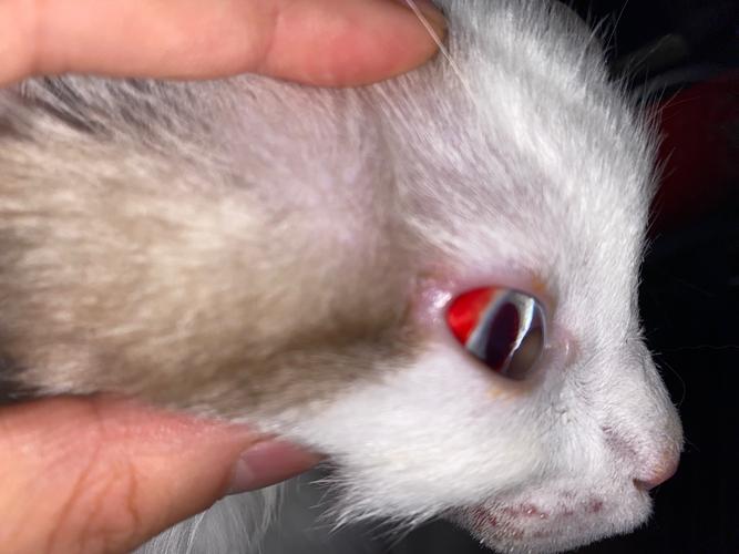 猫眼角出血后会自行恢复吗_猫咪眼角出血怎么办? 猫眼角出血后会自行恢复吗_猫咪眼角出血怎么办?