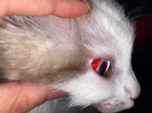 猫眼角出血后会自行恢复吗_猫咪眼角出血怎么办？