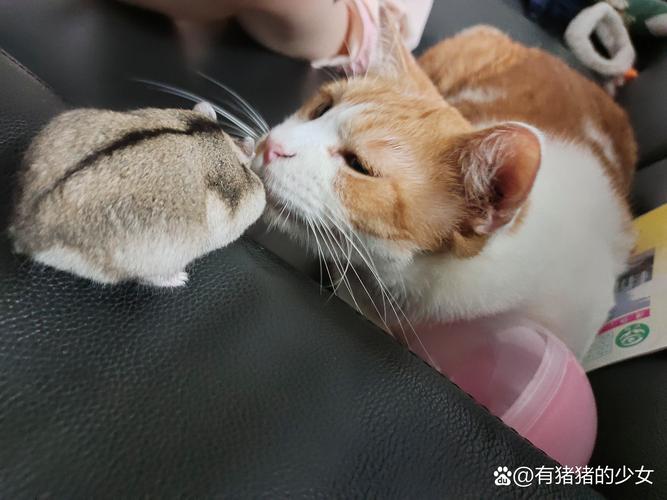 猫看到主人亲热的表现_爱意还是抗拒? 猫看到主人亲热的表现_爱意还是抗拒?