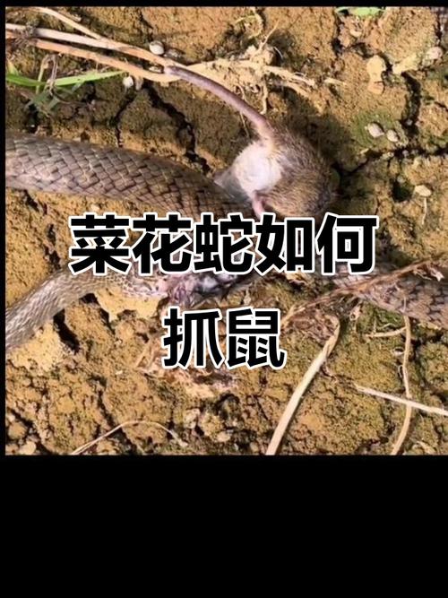 蛇吃腐坏的老鼠会死吗_蛇需谨慎择食,人应敬畏自然,和谐共处 蛇吃腐坏的老鼠会死吗_蛇需谨慎择食,人应敬畏自然,和谐共处