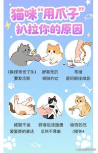 猫早上一直叫还扒拉门为什么_饿了？想你了？