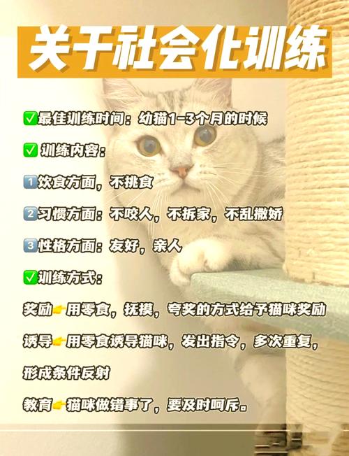猫几个月大最容易训练_养成好习惯 猫几个月大最容易训练_养成好习惯