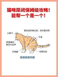 猫可以憋尿多久_猫咪憋尿24小时正常？超过48小时需警惕！